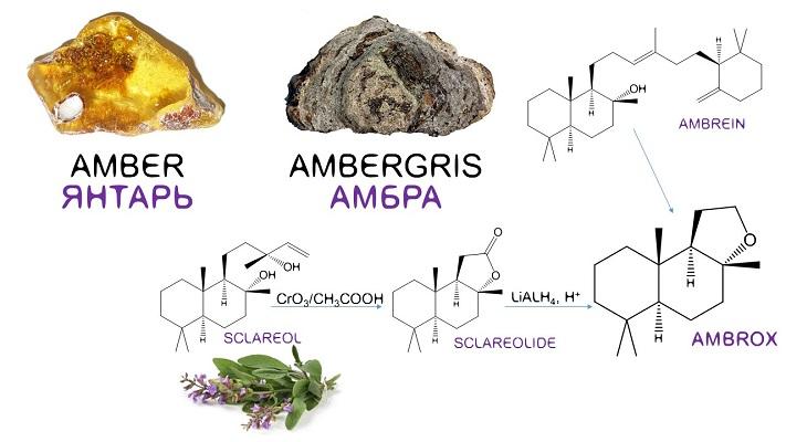 Что такое амбра в парфюмерии