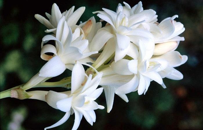 Цветок тубероза в парфюмерии